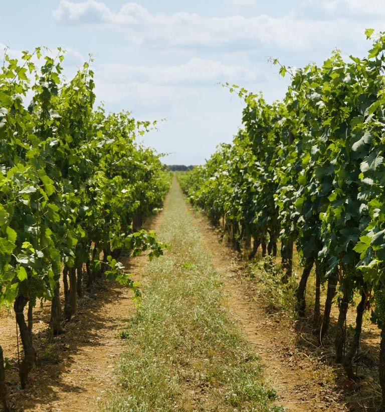 La facciata in pietra chiara di Masseria Cuturi circondata dal verde